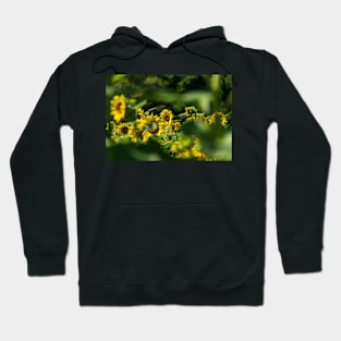 Sunflower Watching Hoodie